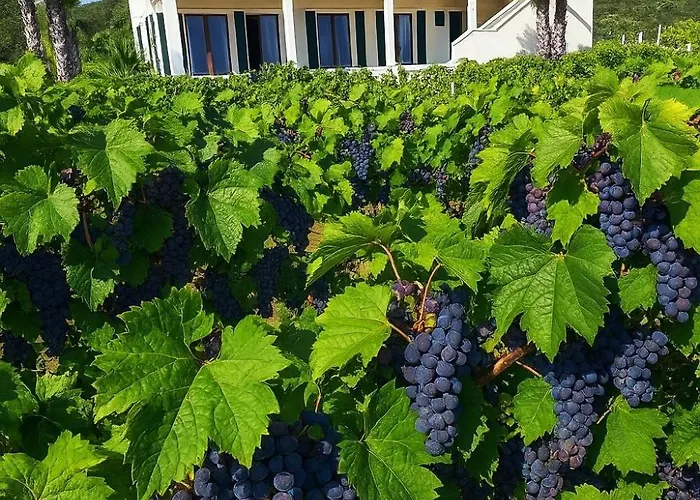 Luxury Stone Smokvica, Heated Pool, Sauna, Jacuzzi, Sea View *